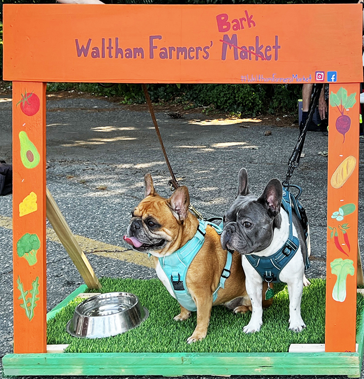 two dogs in frame two dogs in frame